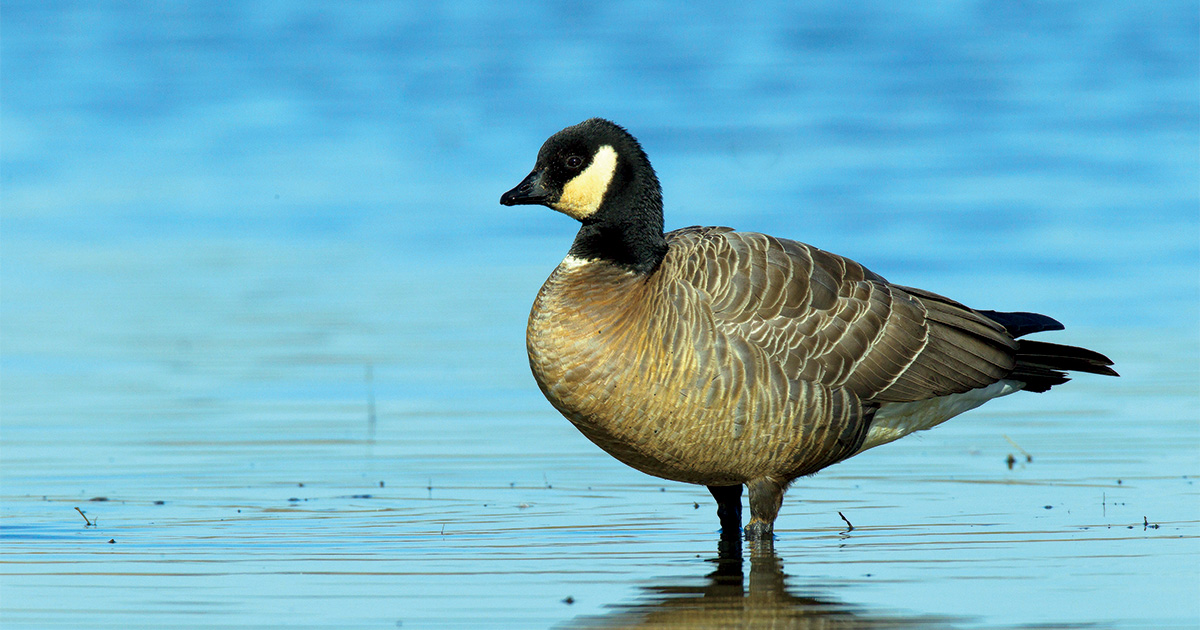 Canada goose 800 n michigan online